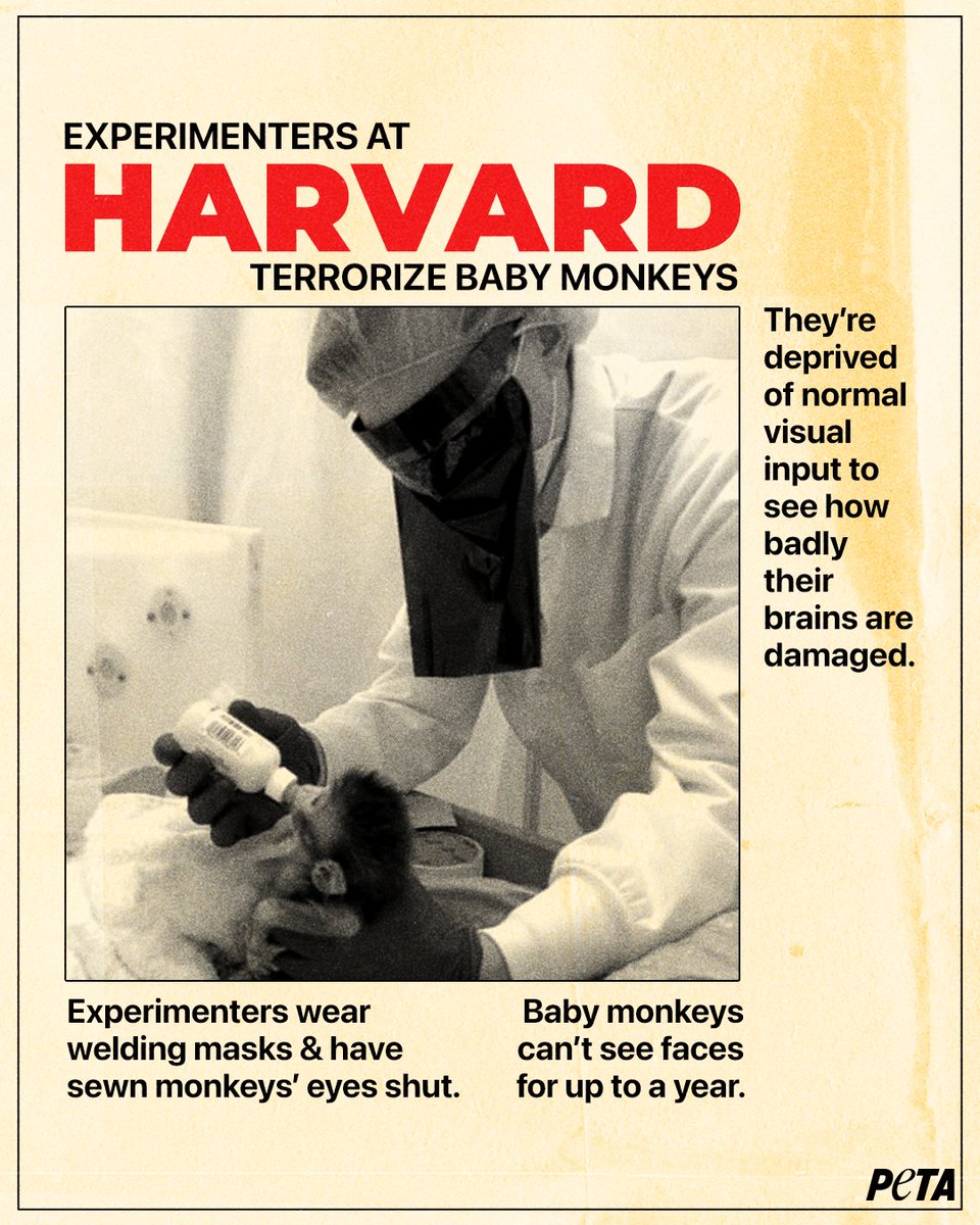 peta's tweet photo. Call it what it is: Ivy League-approved cruelty to animals.
 
Join us in demanding that @Harvard end these depraved experiments! https://t.co/fPmbLga8bz #WW4AIL https://t.co/UXwSmbdjlh