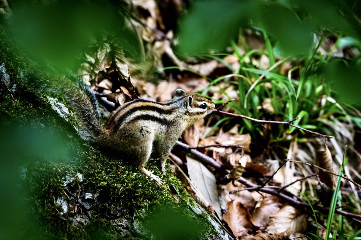 Fusion17863777's tweet photo. photo 1401

Other side #chipmunk in brown &amp; green 

#NikonD850 #Nikkor500mm 
Upright Nikon Flash Speedlight #SB5000 on tripod 

@fisunphotograp1 @aduska7777 @c_vollaire @AuxComtesse @EdenVal1 @KarimaBekri @ozgur_1ey @FatOldAnarchist @Theoalfa147 @MBCzDz2023 @MCzejgis https://t.co/AdotoOWHLg