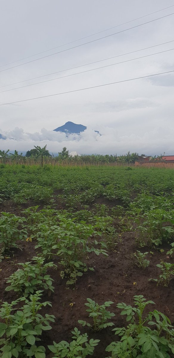 P_Karangwa's tweet photo. Currently in Kinigi @MusanzeDistrict 
Awesome view of cloud-surounded Muhabura volcano &amp; other volcanoes!

So rainy these days; rain-caused disasters risk high! Farmers reminded to join the agriculture insurance program - it is Govt subsidized; and increase control of erosion! https://t.co/7HawuIWqfY
