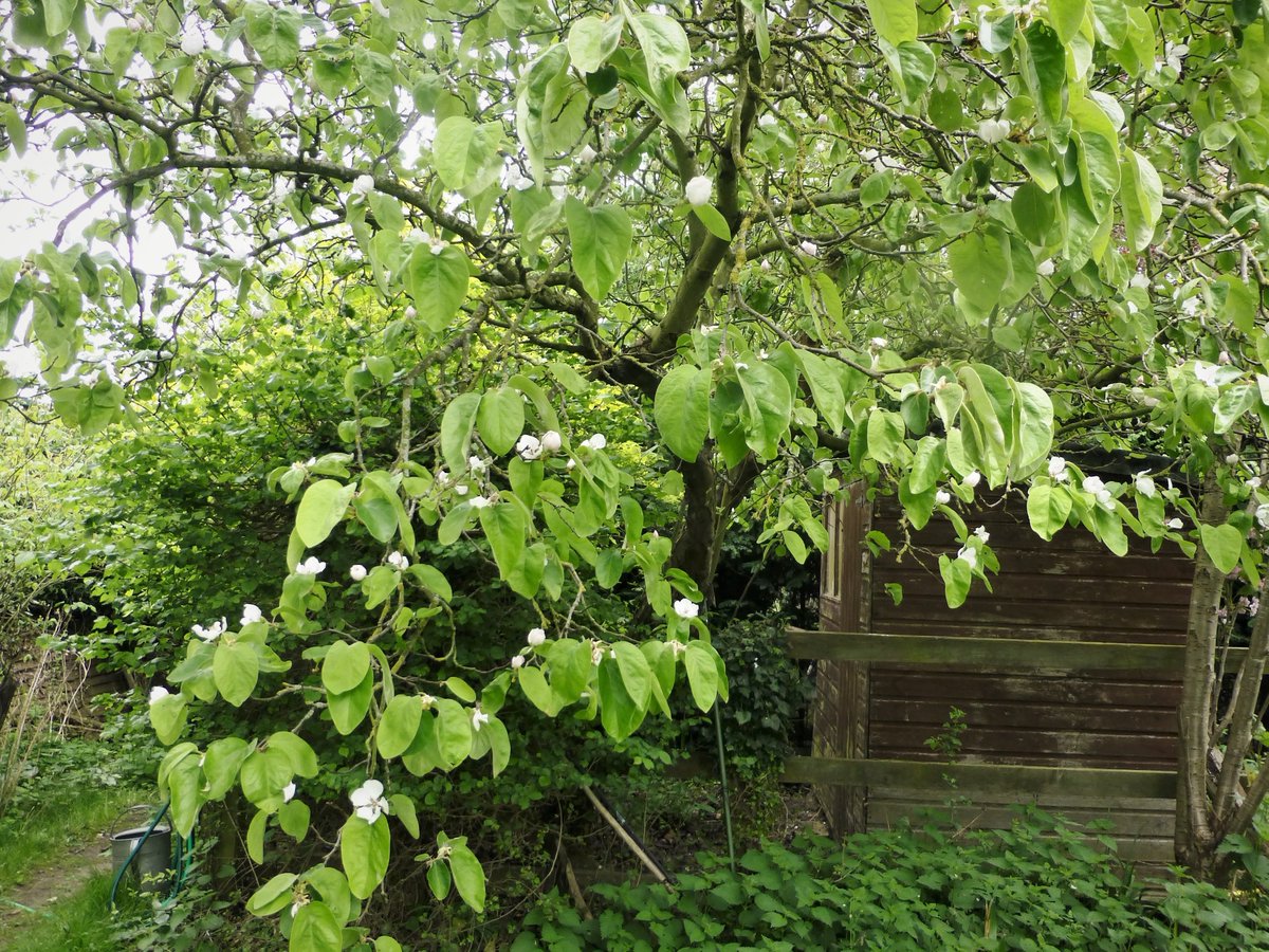 Quince Tree
#BlossomWatch #OrchardBlossomDay