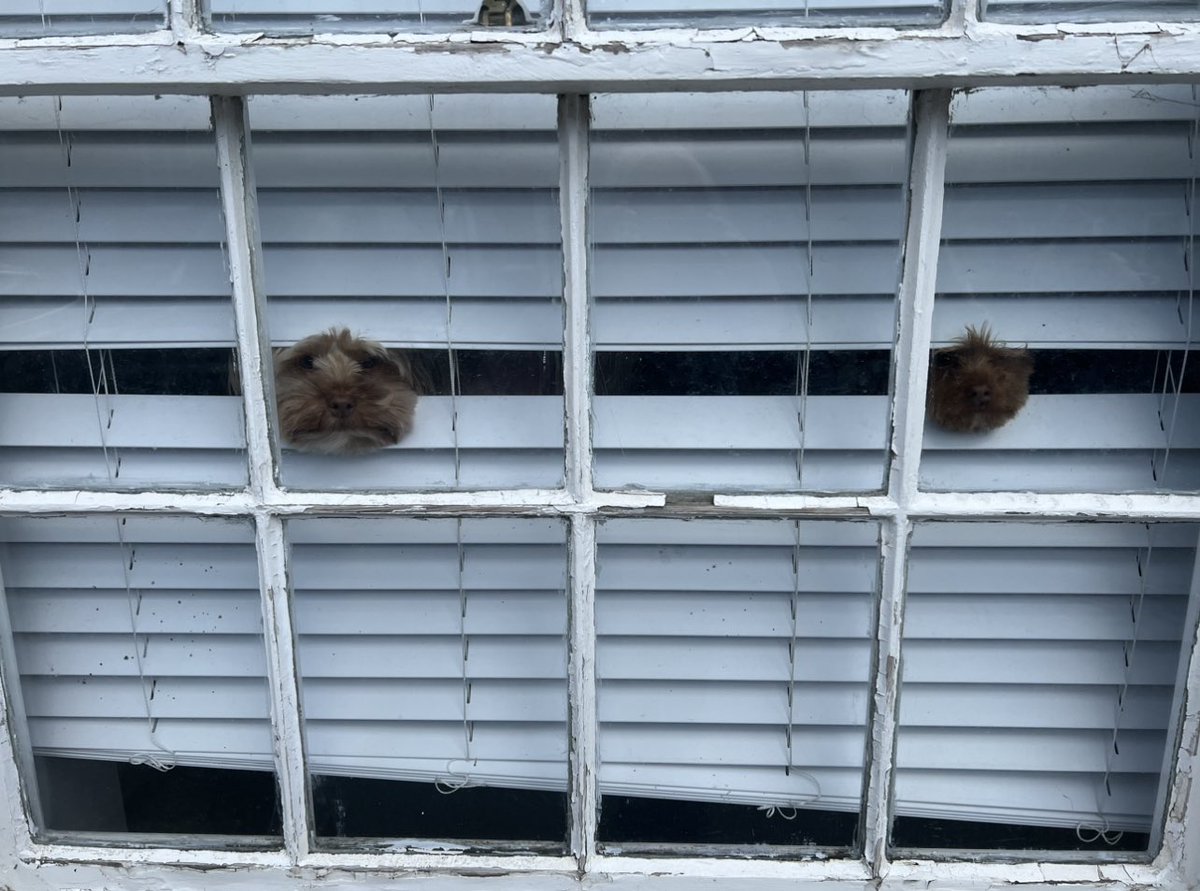 JanLindyJames's tweet photo. Gotta laugh
On the way to our local cafe for lunch and two nosy little dogs in the window ha ha 😂 https://t.co/ZcmxzOmZWD