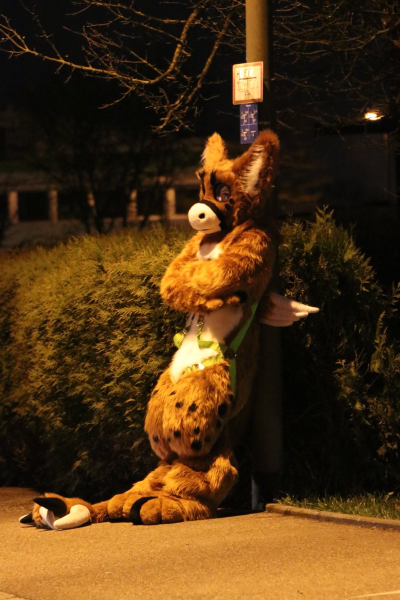 Grey the Wolf (@grey_the_wolf) on Twitter photo 