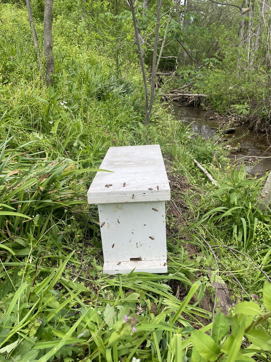 Swarm number two has been successfully caught. Assuming both colonies survive we’ll have doubled our number of hives this spring.