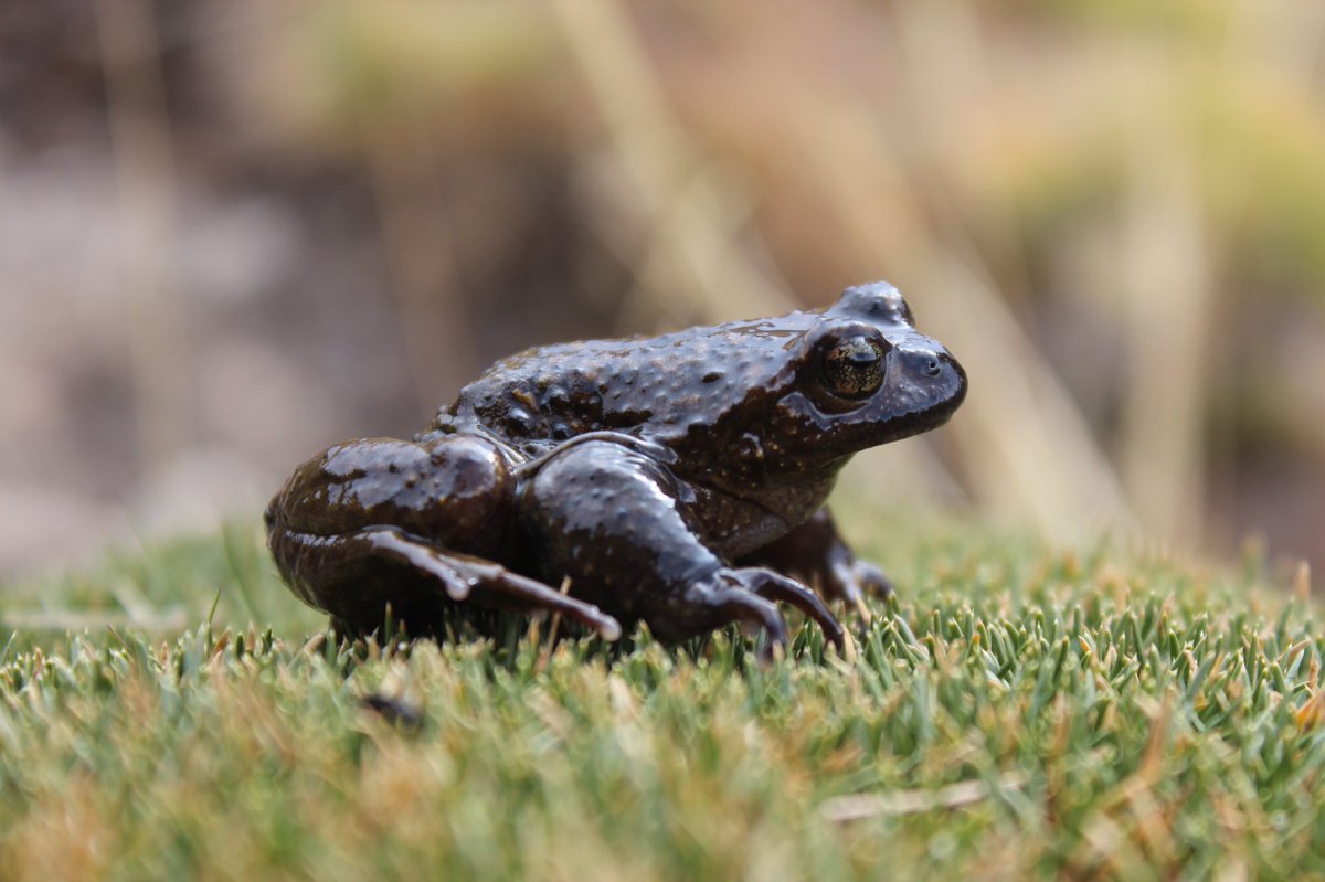 📅 29 de abril - #DíaDelAnimal

Trabajamos en políticas integrales de conservación de la fauna silvestre y luchamos contra el tráfico ilegal de fauna.

#BienestarAnimal
#LaAcciónAmbientalEsAhora