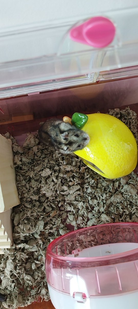 TimbadNei's tweet photo. @MothershipSG He's very cute doing his/her little running I saw him from jurong to Dover😊😊😊.meet his cousin Kookie 🐹🐹 https://t.co/3XBv0Juv1C