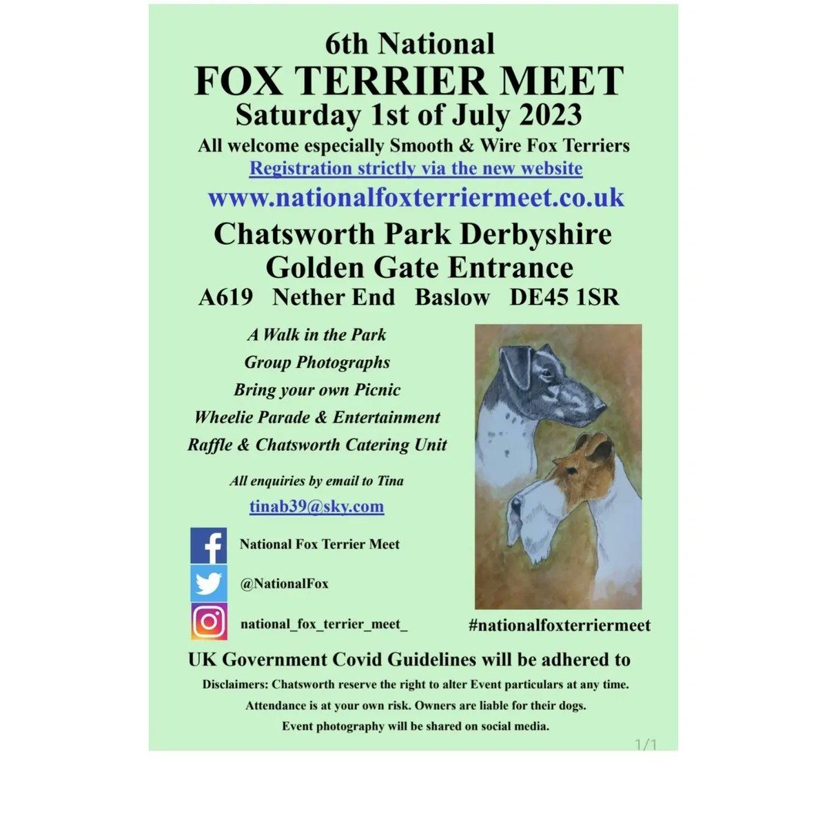 National Fox Terrier Meet tweet media