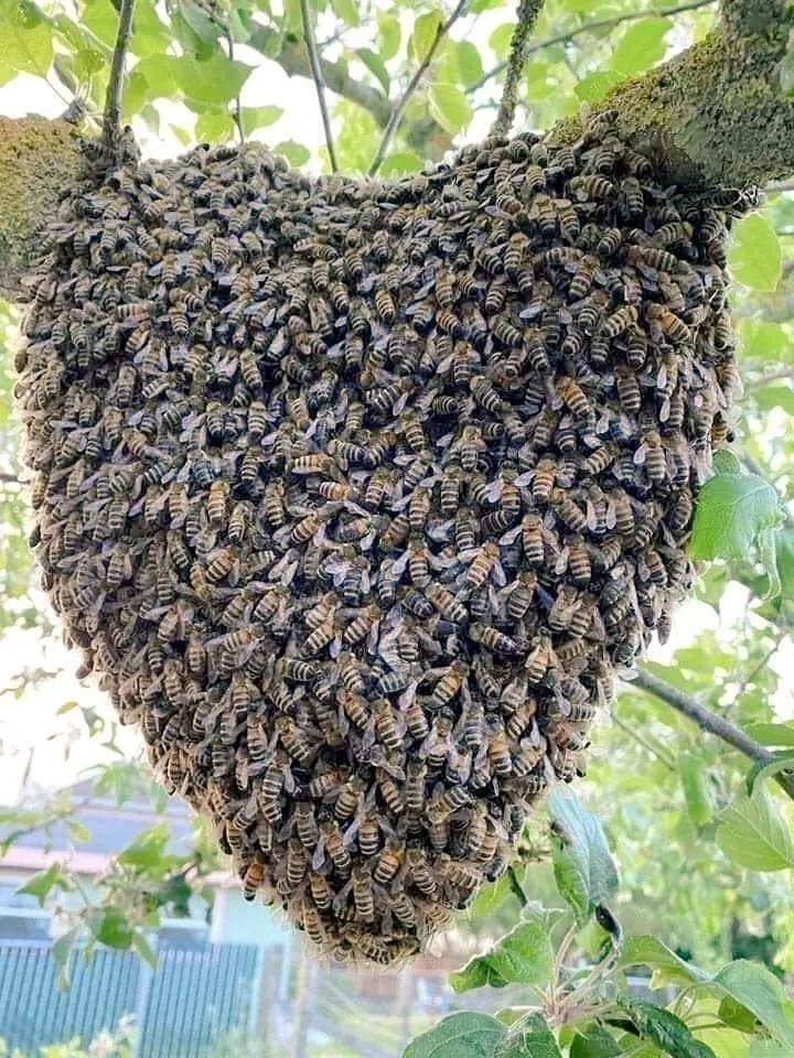 Dertleri neyse? 🤔