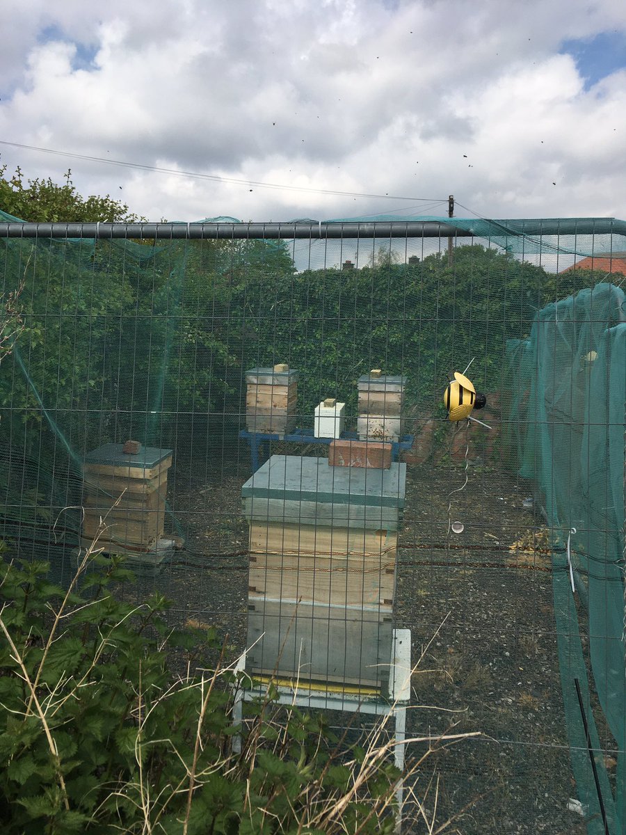 3 hives at beginning of year. Had to split two hives 10 days ago due to capped queen cell in one and charged queen cell in another. Weather has not been great for mating though!