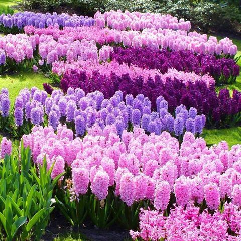 lavieestbelIe's tweet photo. Hyacinth flowers https://t.co/zL8pN9upMQ