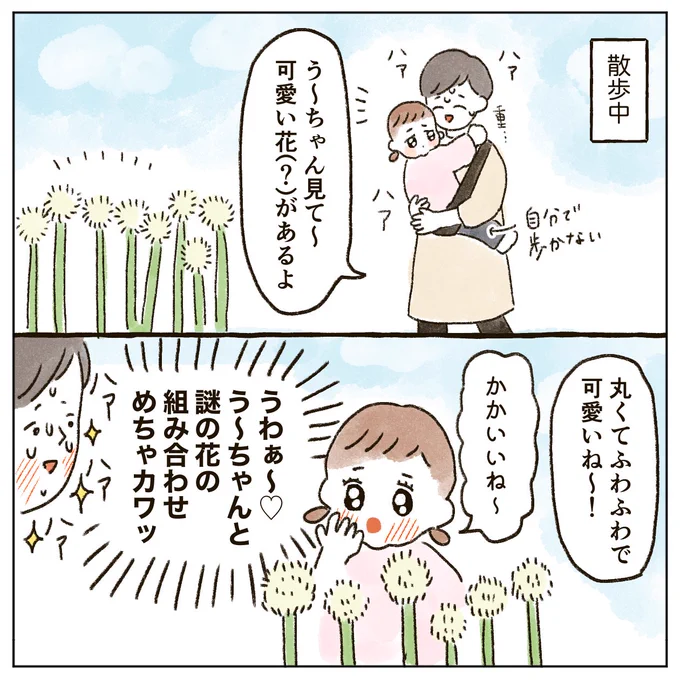 去年の話です お恥ずかしながら、ねぎに花が咲くことを知りませんでした…🌼