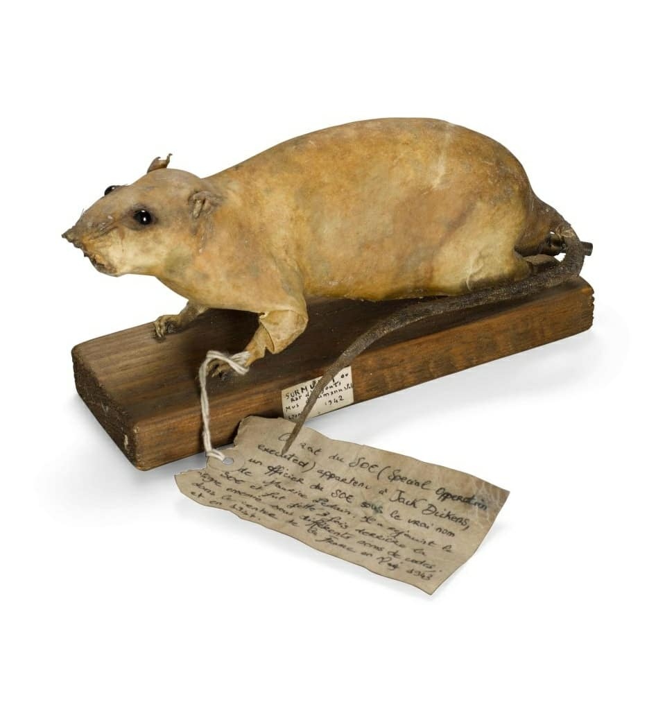 The Museum of Curiosities on Twitter: 