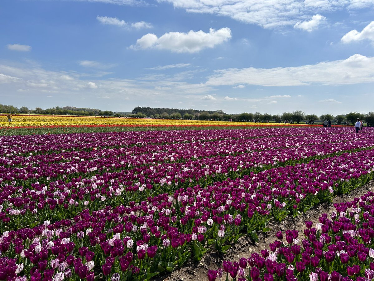 sclarem's tweet photo. Beautiful tulips in Norfolk earlier today #tulipsfortapping23 - raising money for @Norfolk_Hospice . Thanks to all the volunteers who were so helpful. https://t.co/PUfzrYpj0Z