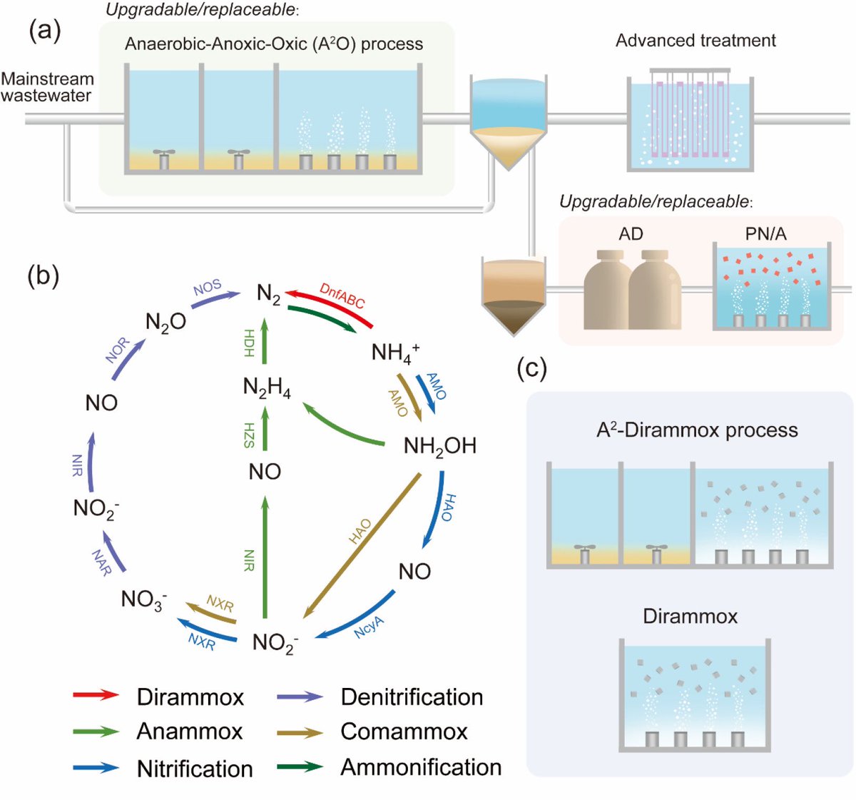 Yuan042's tweet photo. Direct ammonia oxidation enables the aerobic conversion of ammonia into nitrogen gas. Our newly published viepoint explores this exciting finding and analyzes its potential environmental applications. https://t.co/GVJ5fhn9xr https://t.co/sK84rXikTa