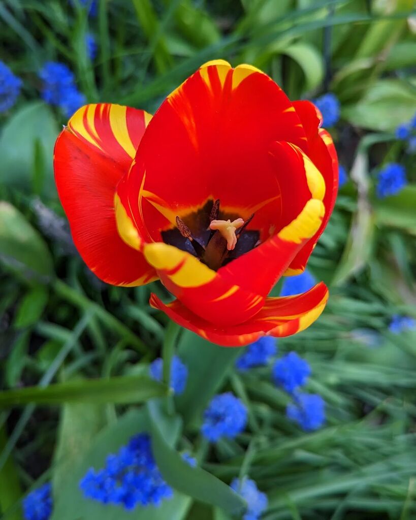 littleREDelf's tweet photo. Banja Luka Darwin Hybrid Tulip. Queen of the Apeldoorns. ❤️💛💙

#tulips #banjaluka #springflowers #threetreestaborgarden https://t.co/mgkV7eI6or https://t.co/KWD0wUEvHp