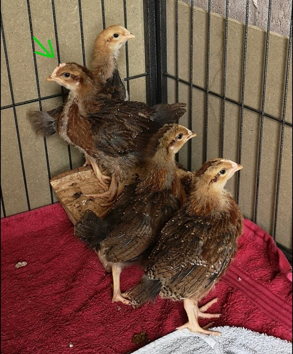 UH OH!!!
Just over 3 weeks old and 'Wissy' appears to be growing quite a comb.....🙈
#Chicks #RooOrPullet #TheGoodLife #OurWeeCottage🏡