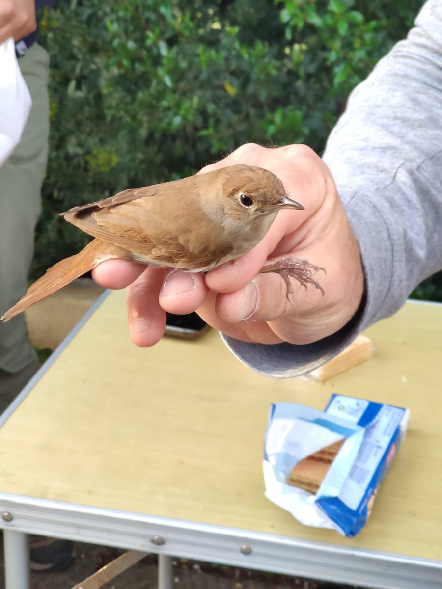 Avui hem iniciat la temporada a l'estació d'esforç constant del campus de la <a href="/UIBuniversitat/">Universitat de les Illes Balears - UIB</a>. Un retrobament, un rossinyol que anellarem l'any passat i que torna a visitar-nos. <a href="/GOBMallorca/">GOB Mallorca</a>