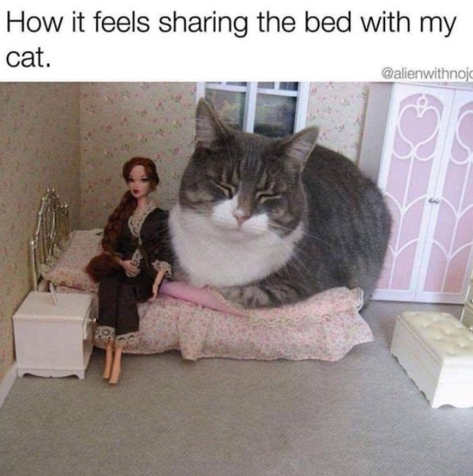 Happy Caturday. #Caturday https://t.co/OnOU3EgvTd<a href="/tag/caturday"class="tags">#Caturday</a>