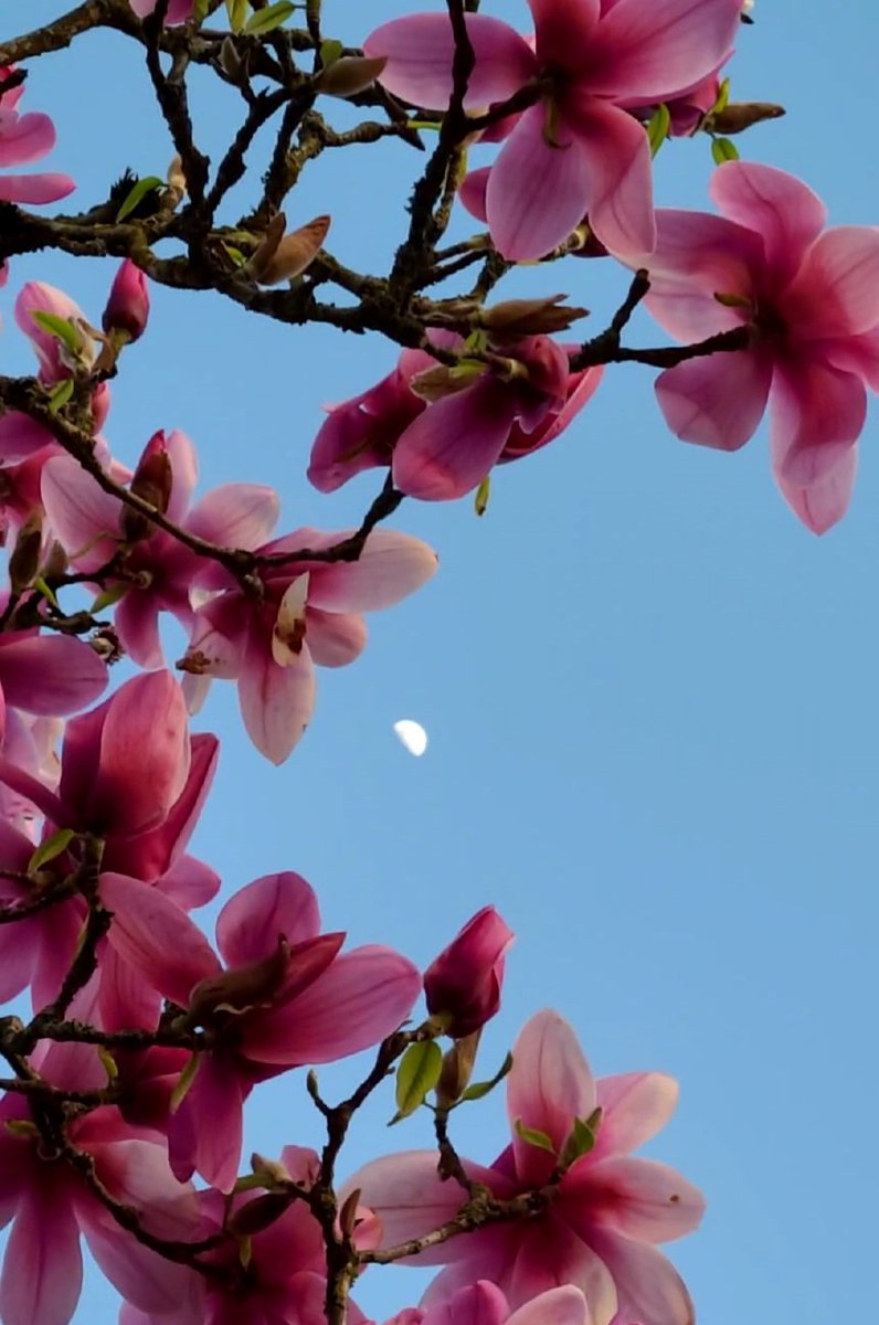 howyougo's tweet photo. Fri-Yay afternoon and sunset!
#Friday #goodafternoon #sunset #bcstorm #lastfridayofapril #blueskies #streetsofvancouver #ohsopretty #moon #Stormhour #Westcoast #magnoliatree #Vancouver #spring #crow #ShareYourWeather https://t.co/7to3j3MSgD