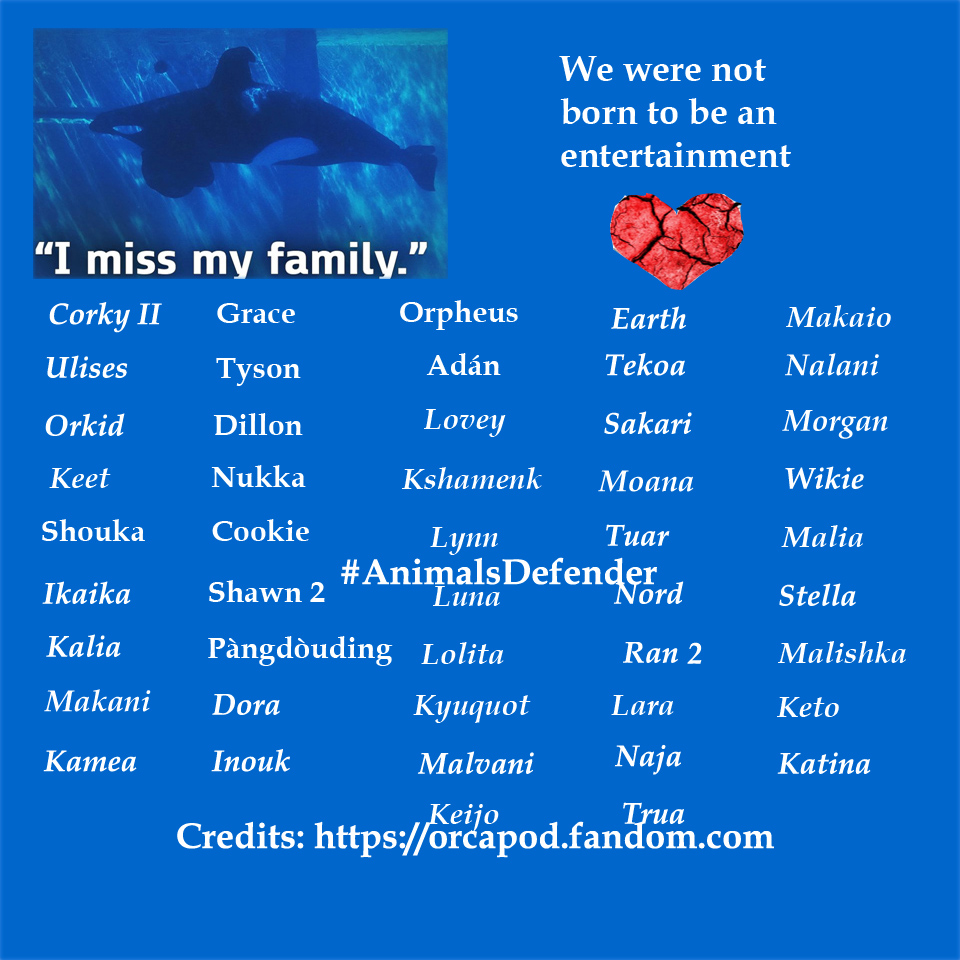 CagesFree's tweet photo. We miss our family 
We were snatched and set captive on a very young age. 
Over more than 40 #orcas are held like prisoners. Seen, there is a lot money 2 spend worldwide, a #Seapens is the answer. Do it for them, they gave you so many years of their lives to be your #entertaining https://t.co/vXZ0xebTa5