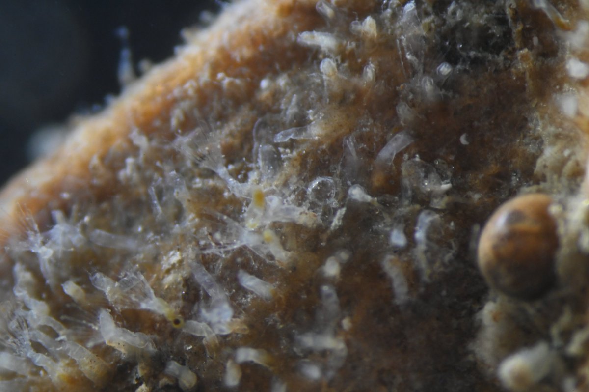 Thomas Schwaha tweet media