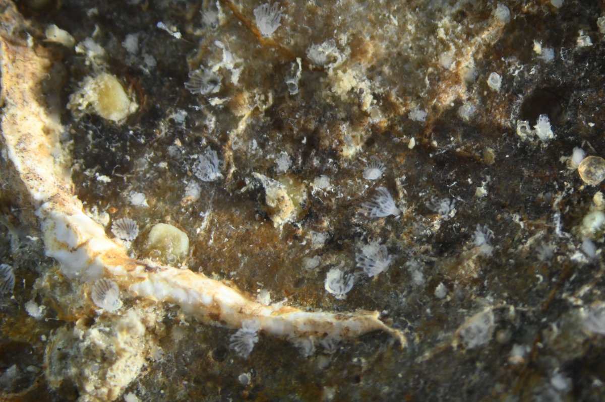 Thomas Schwaha tweet media