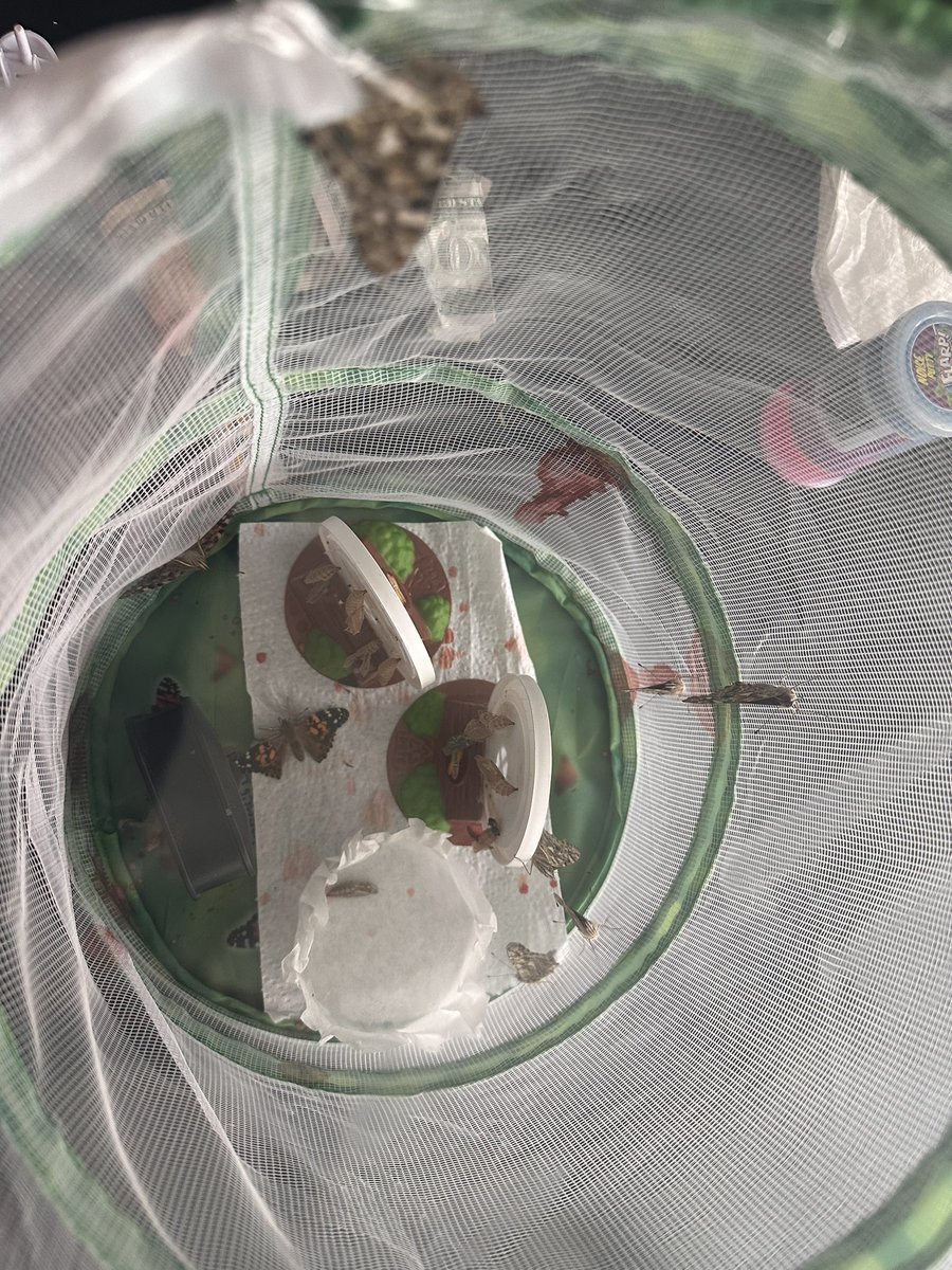 MrsMessina_SPED's tweet photo. We have 8 butterflies currently!! Just waiting for 2 more to make their debut!! Mrs. Messina brought them home for the weekend! Let’s see if the 2 other ones come before Monday! 🦋 https://t.co/ocB8q0WO7X