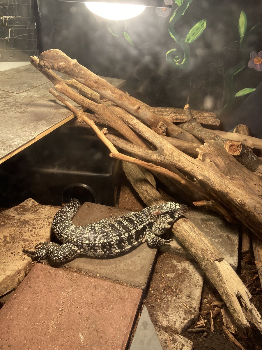 IPurkes's tweet photo. @mommoments2022 Wake up my pet lizard, our morning routines run in tandem https://t.co/1GRKnFdU5I