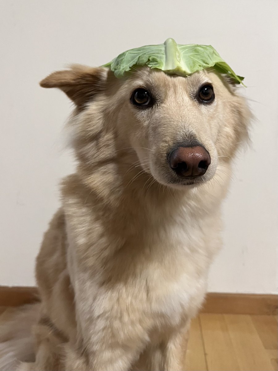 まだキャベツだった頃のぽてと