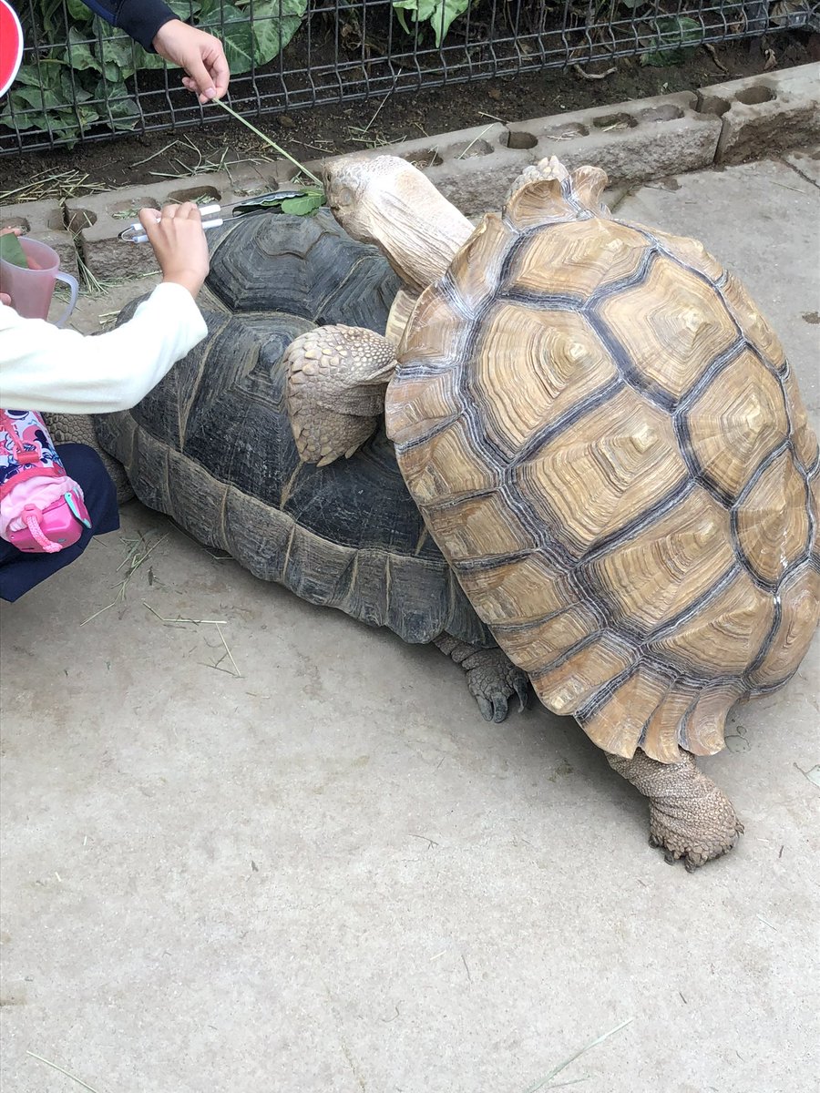 「「ゾウガメにニャンニャンするケヅメリクガメに餌を突っ込む客(やめたれ)」」|ほろ雪のイラスト