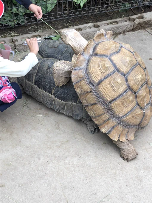 「ゾウガメにニャンニャンするケヅメリクガメに餌を突っ込む客(やめたれ)」