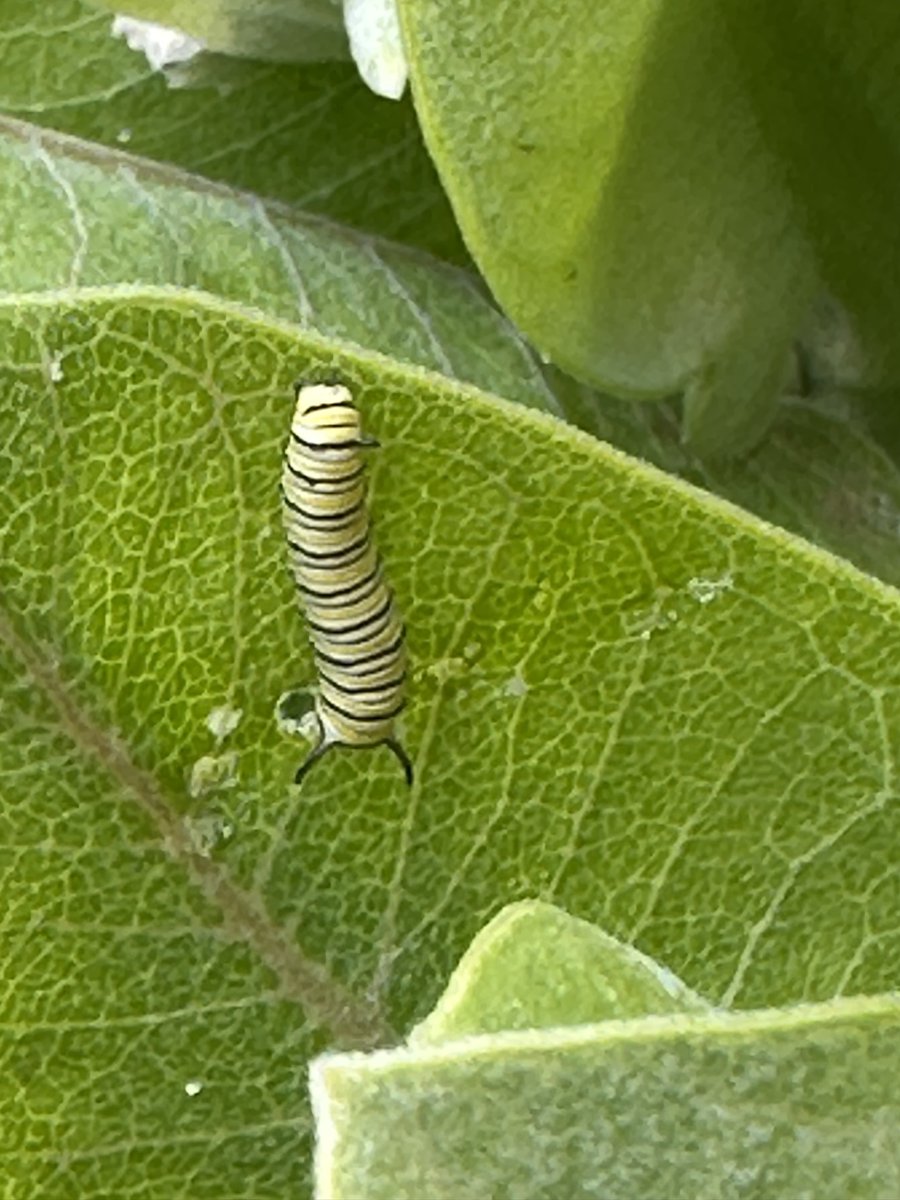 OKC Public Schools on Twitter "RT JMHSbears Students tending to the