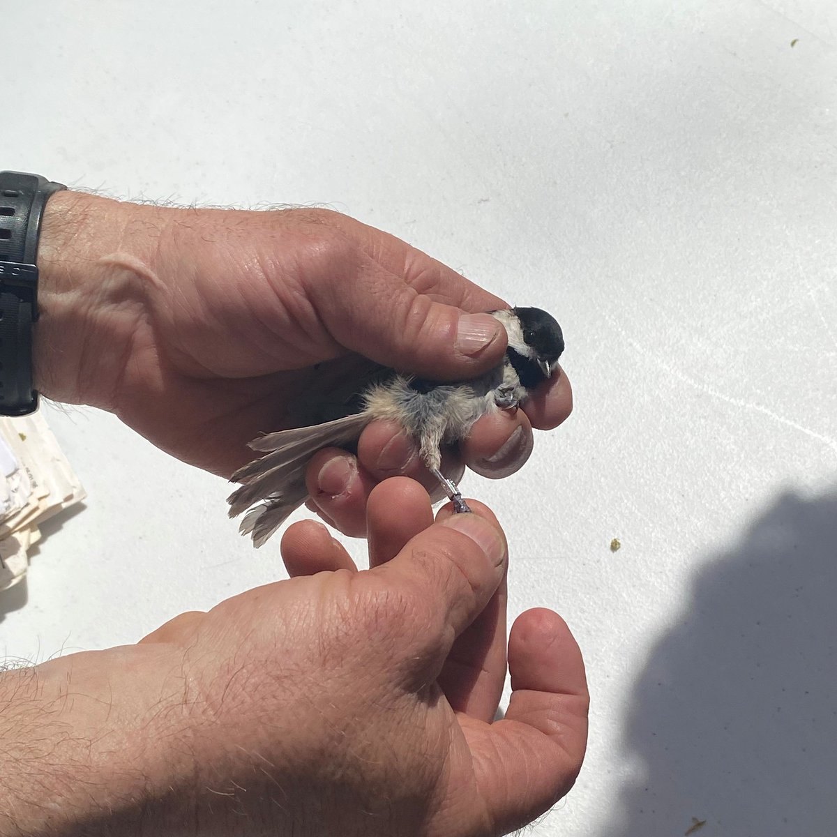 JJAStatePark's tweet photo. Bird Banding has been a special part of the Ohio Valley Birding Festival for many years. It is a citizen-science project which gathers information and statistical data about birds for the U.S. Geological Survey... https://t.co/nqtFcFd7ky