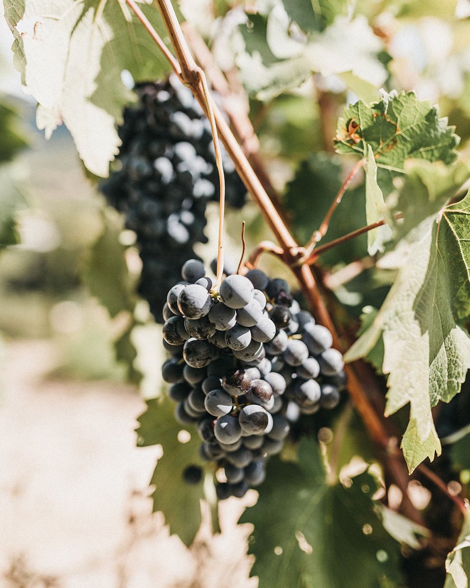 MODERN ADVENTURE tweet media