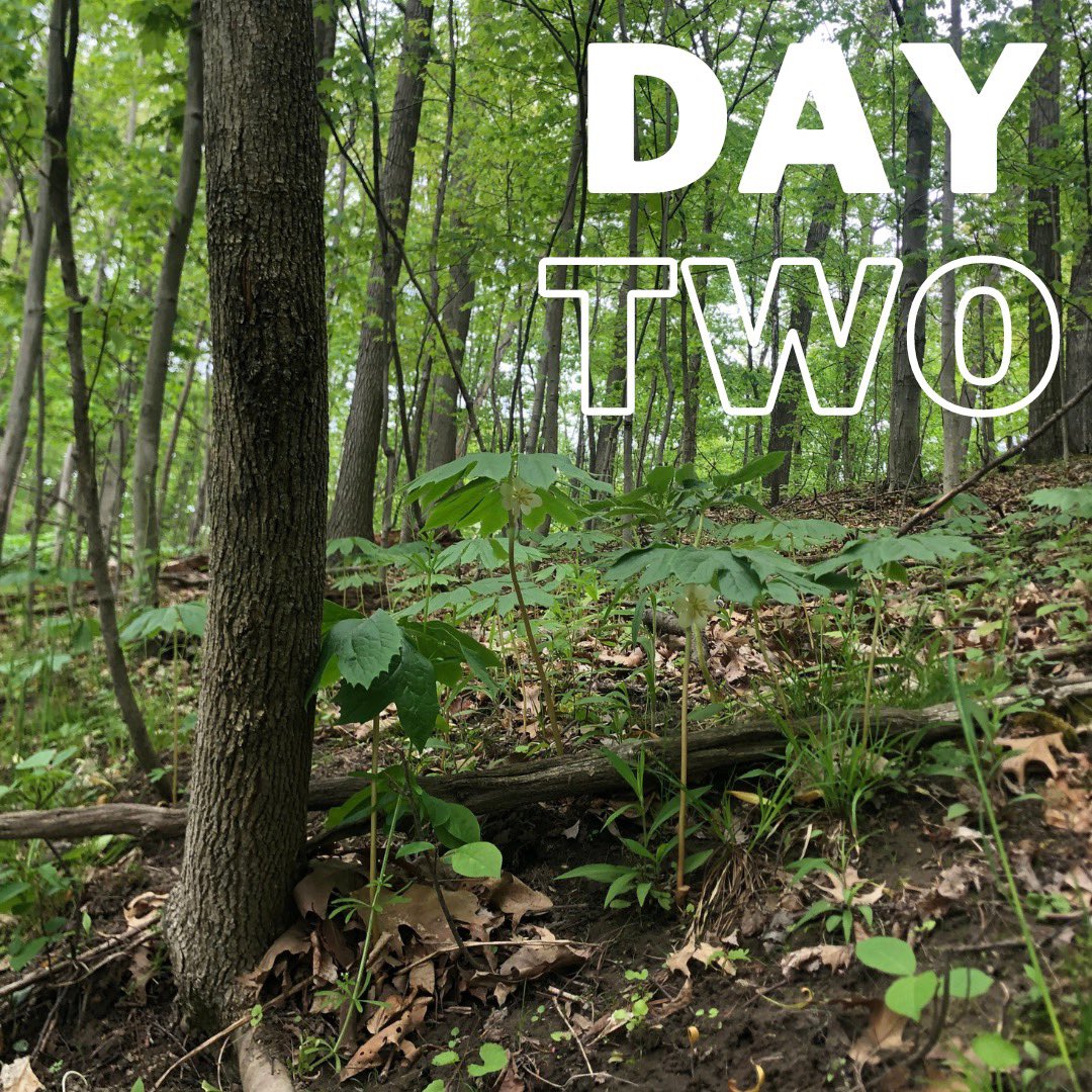 Today is DAY TWO of the #CityNatureChallenge2023 🌱 

You know what to do! 🥾🌸🤳

#HamOnt #CityNatureChallenge #iNaturalistCanada #Hamilton #Biodiversity #hamontbiodiversity #cwf #cwf_fcf