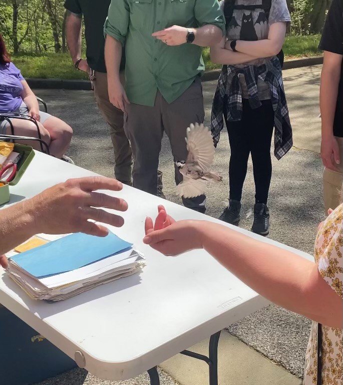 JJAStatePark's tweet photo. Bird Banding has been a special part of the Ohio Valley Birding Festival for many years. It is a citizen-science project which gathers information and statistical data about birds for the U.S. Geological Survey... https://t.co/nqtFcFd7ky