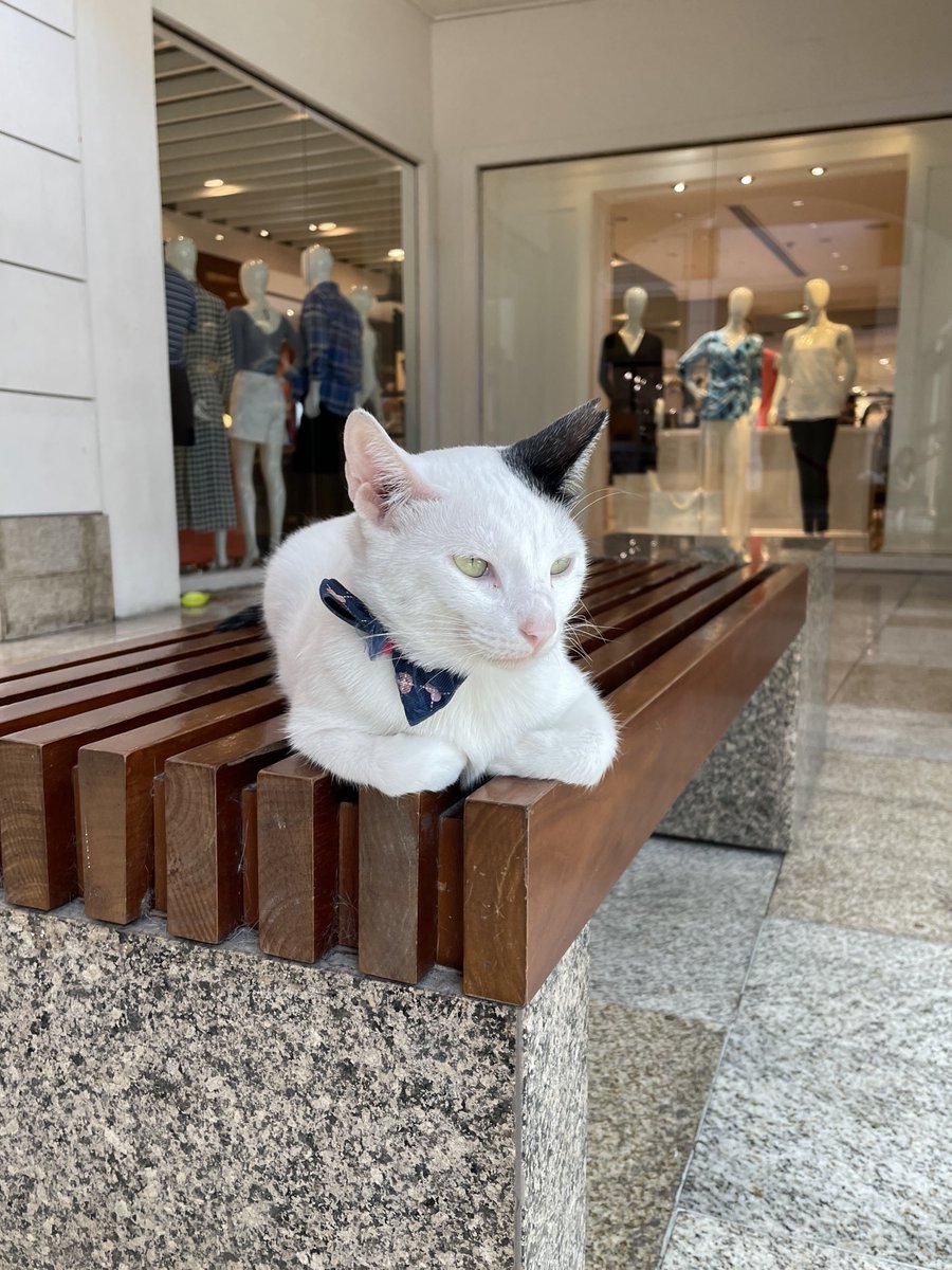 AileneInvasion's tweet photo. Purrfect 🐱 https://t.co/ZQLTbS33fY