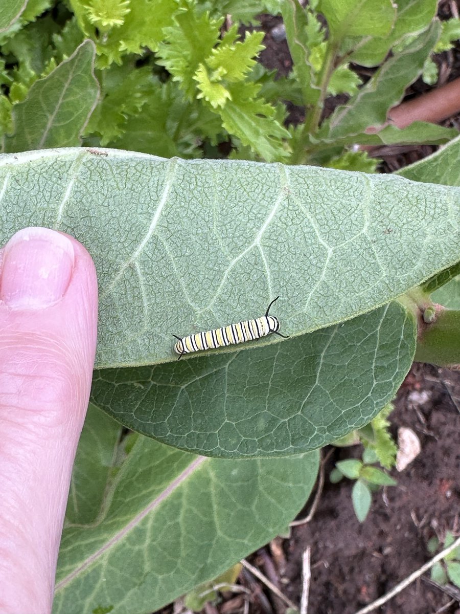 OKC Public Schools on Twitter "RT JMHSbears Students tending to the