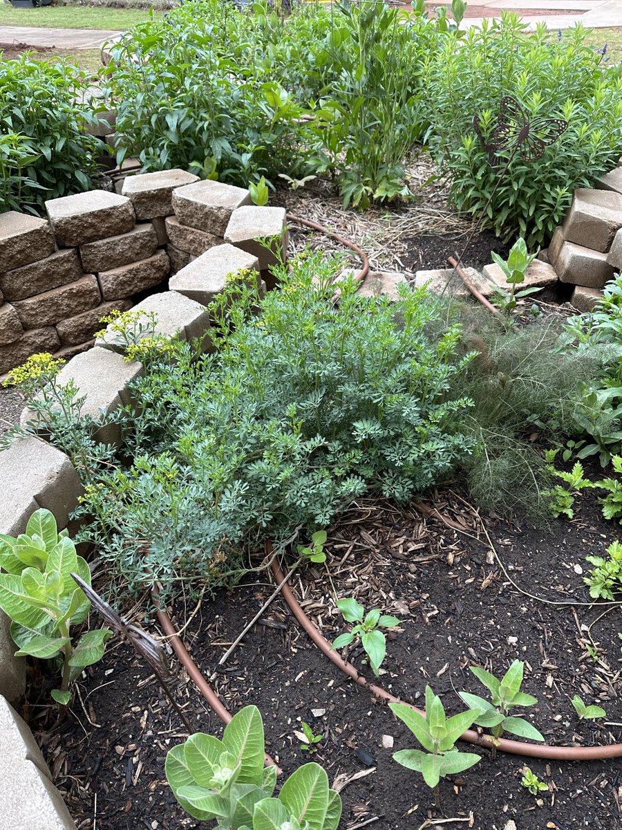 OKC Public Schools on Twitter "RT JMHSbears Students tending to the