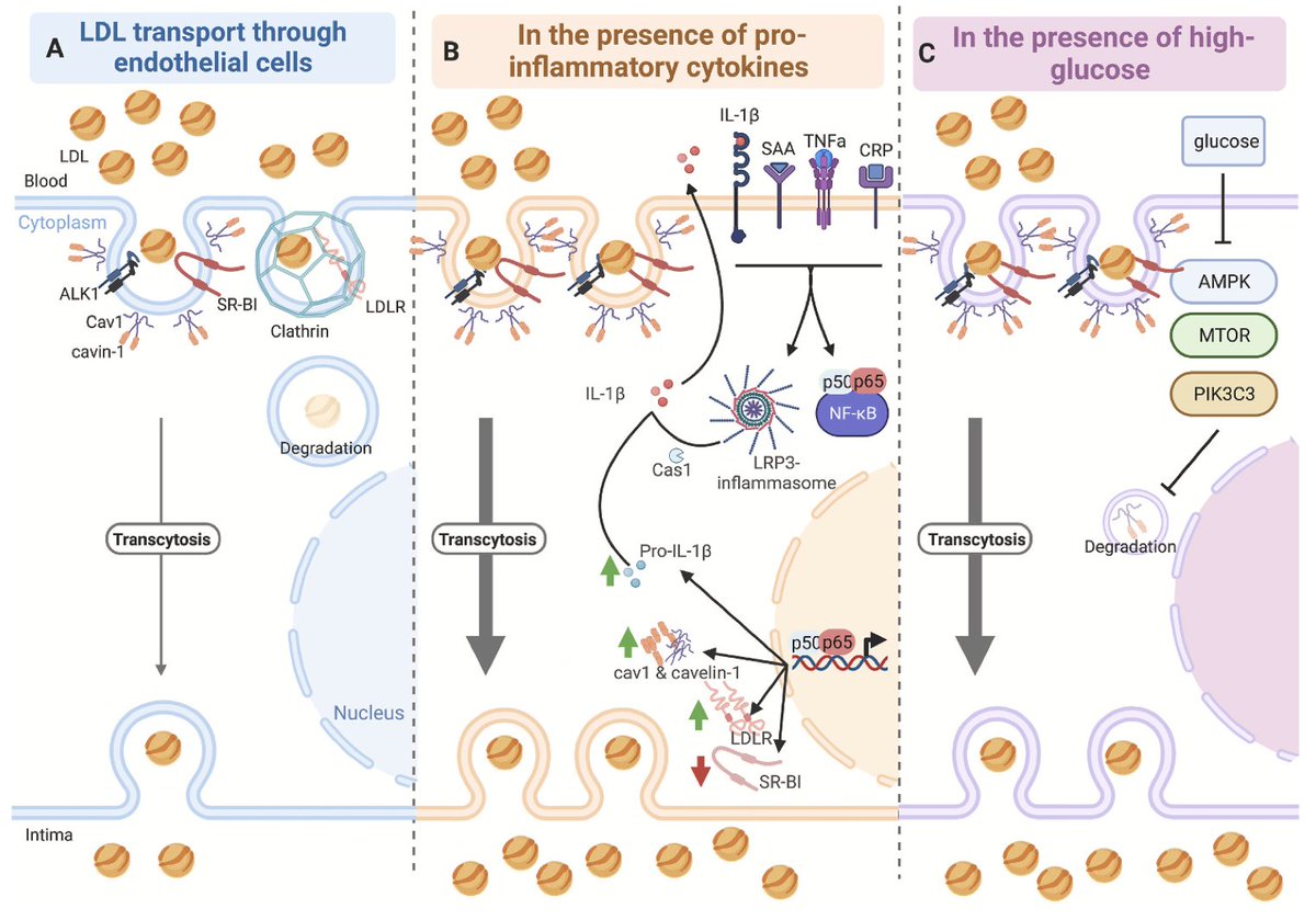 New Study Demonstrates How Inflammation🔥pulls LDL into the Artery Wall - 🧵 for the lay-reader (upon request)

LDL particles play a role in the pathway of atherosclerosis. To do this, they must enter the artery wall by passing through the endothelium, a thin membrane that lines