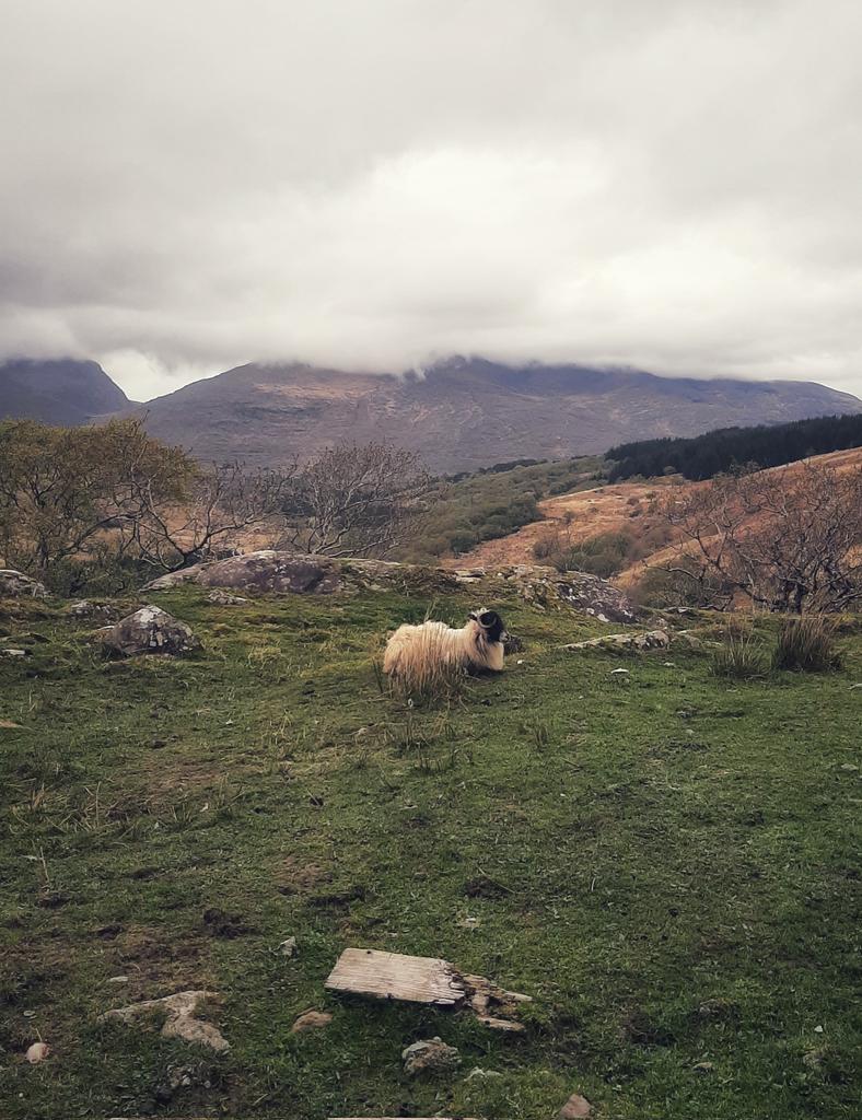 themellowing's tweet photo. my new friend 🐏 https://t.co/s9nAIeTuVh