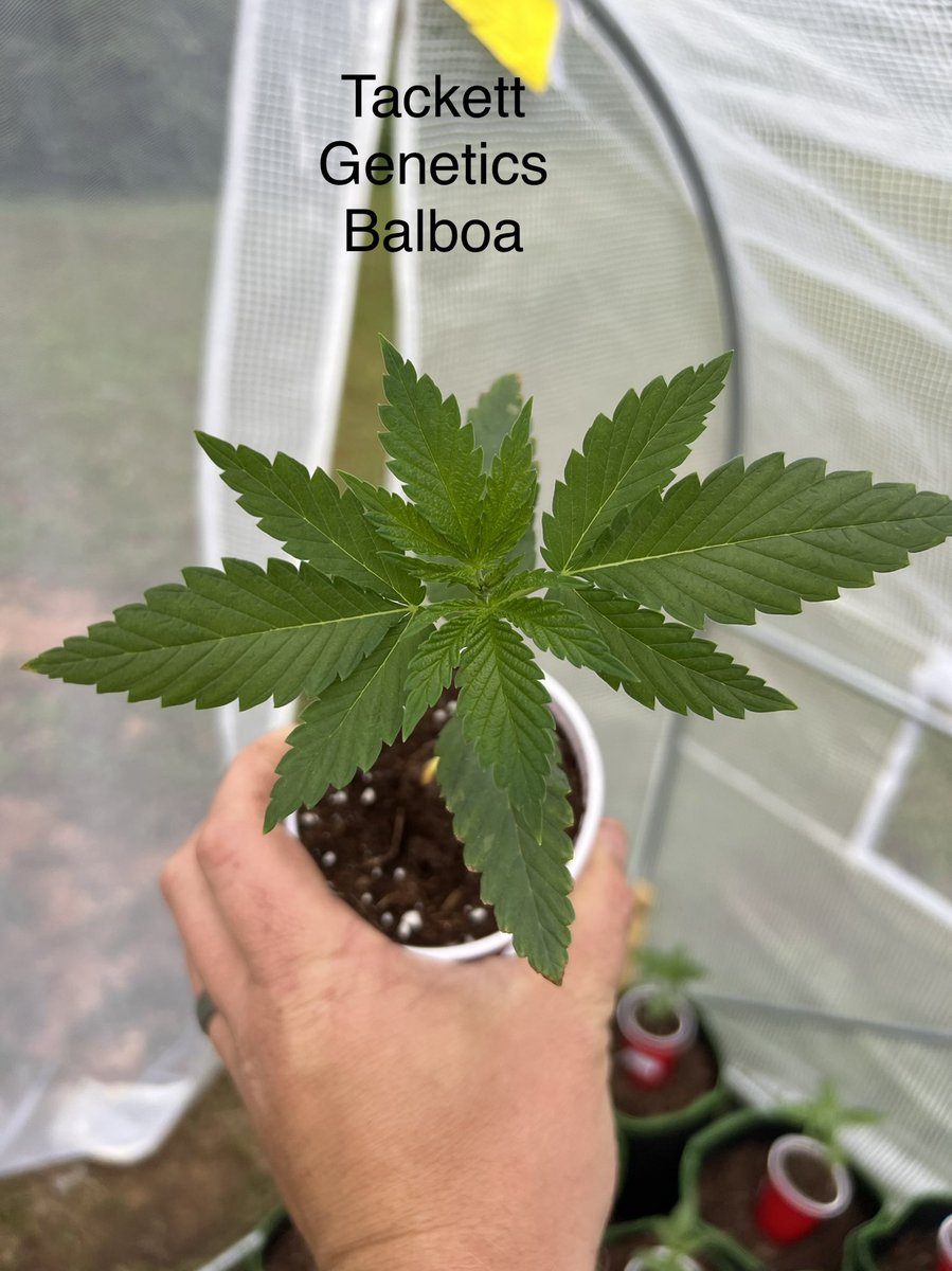 I’m making a thread and documenting some of plants I have in the greenhouse so I can come back later and see the progress on them. #CannaLand #420friendly #CannabisCommunity #CannabisCulture #Growmies #GrowYourOwn #WeedSmokers