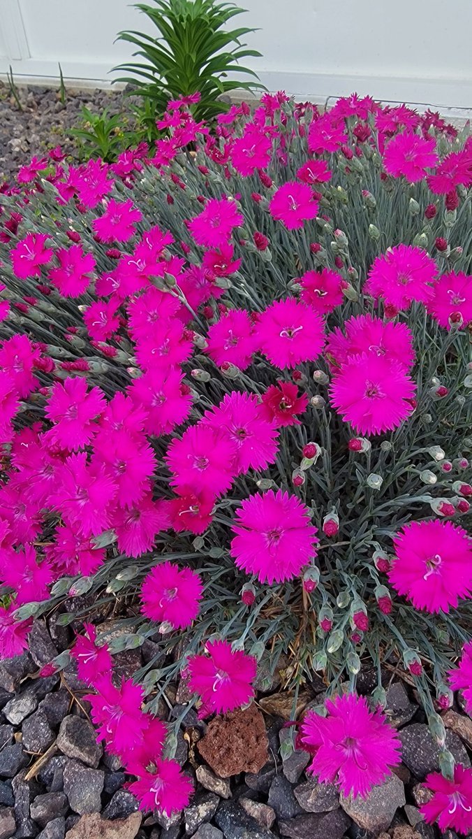 SparklyTangents's tweet photo. These are so beautiful when they bloom. 😍 https://t.co/ta4MIrLIq3