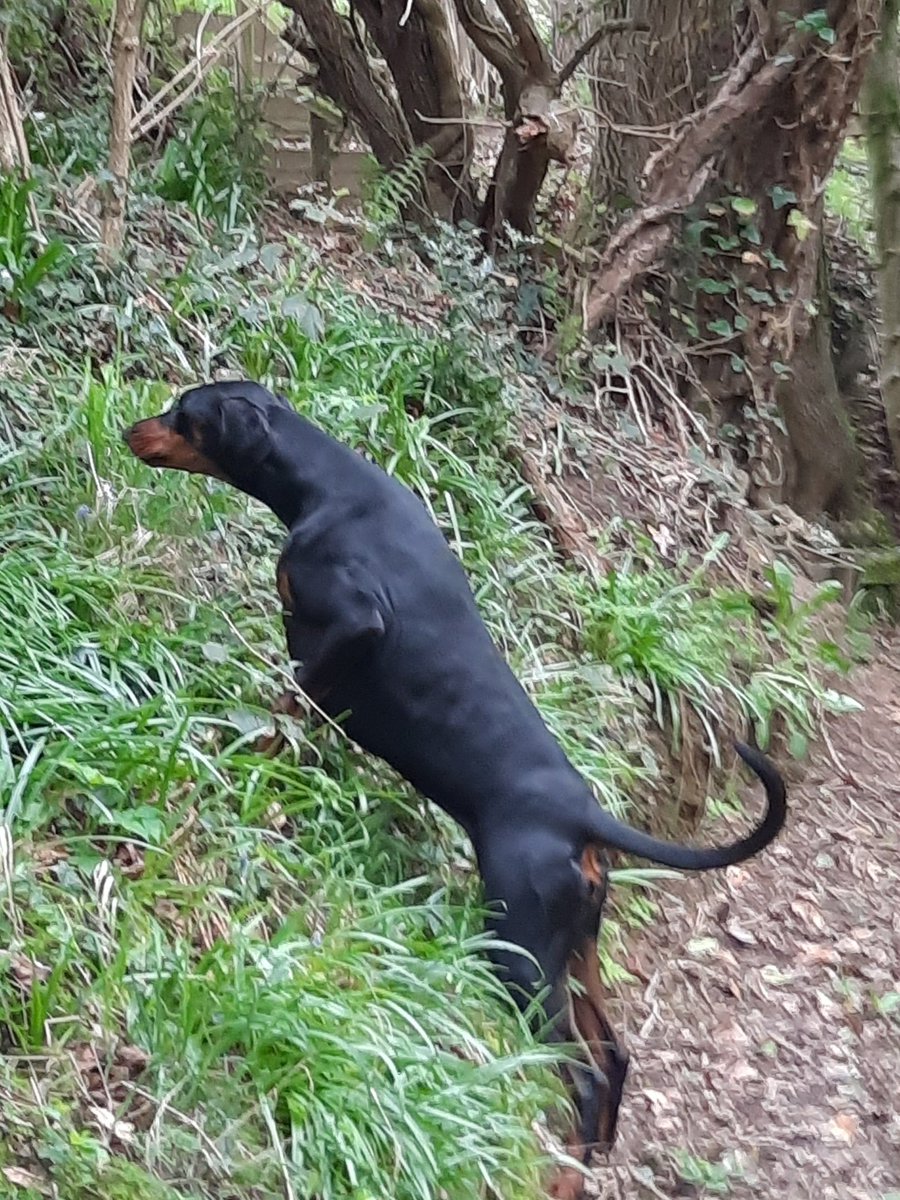 NotBadForHerAge's tweet photo. Damson's showing off her muscles 💪😁 #Damson #Dobermann #fitdog #dogsoftwitter https://t.co/rqBZqee7dn