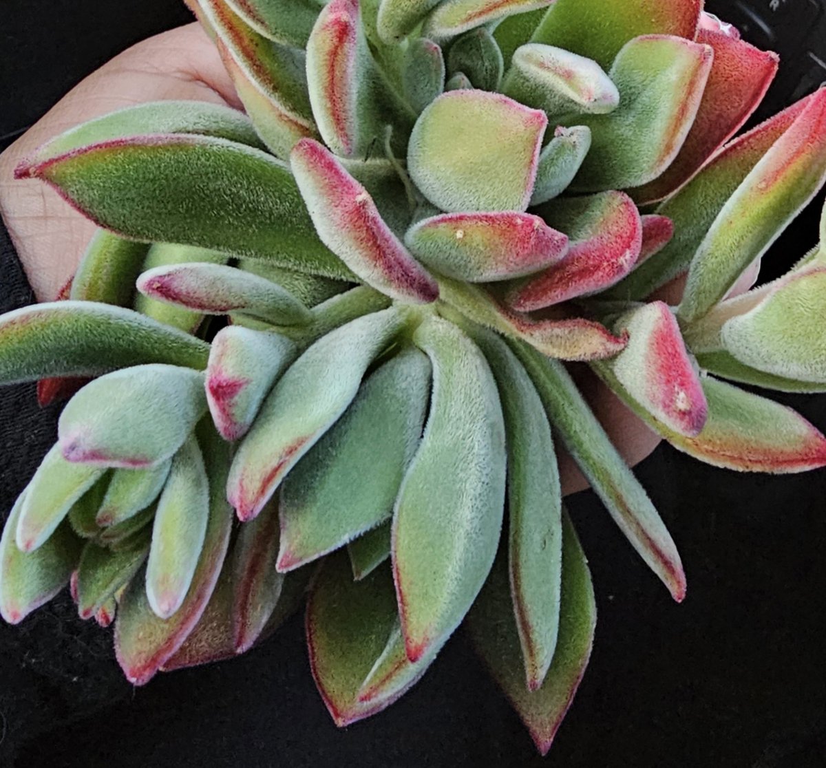 falco_donna's tweet photo. Succulent In My Hand https://t.co/jpjm55JD5r