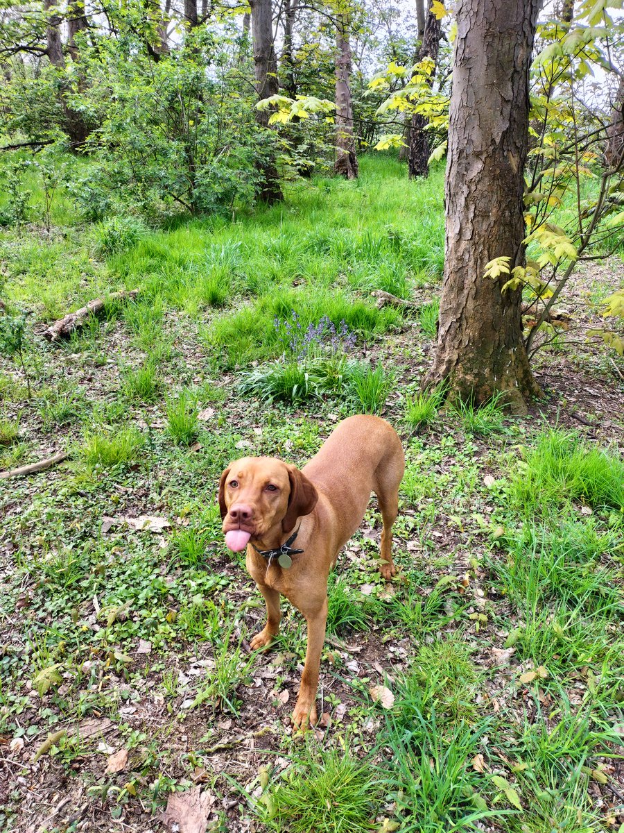 robbroth79's tweet photo. When you ask the Vizsla to smile an she doesn't want to.
#Vizsla
#notquiteright https://t.co/g7SOBsuPt5