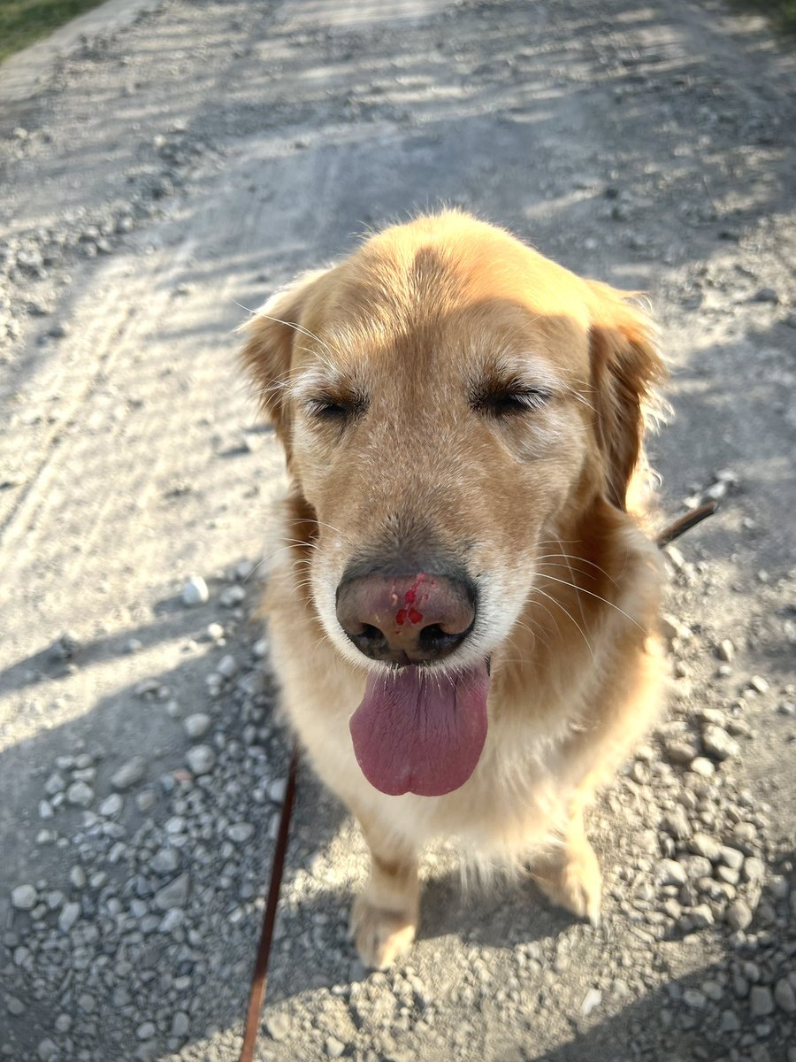 Verothegolden's tweet photo. Ouch! 
A certain dog scratched my nose.

#犬のいる暮らし #丁寧な暮らし
#犬 #フラワー #ゴールデンレトリーバー
#大型犬  #フルールアンクレール #doglife
#golden #イヌッター #キャリアチェンジ https://t.co/MjNOPKF8vg