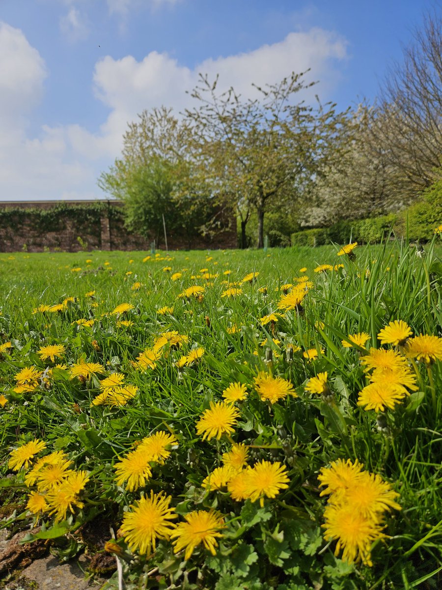 This is my lawn. My son plays football on it and my daughter runs barefoot in the summer. We picnic on it on a nice day and the dog plays fetch here too. It serves every purpose we need it to, and we can still share it with insects and the occasional mole #NoMowMay #wildflowers