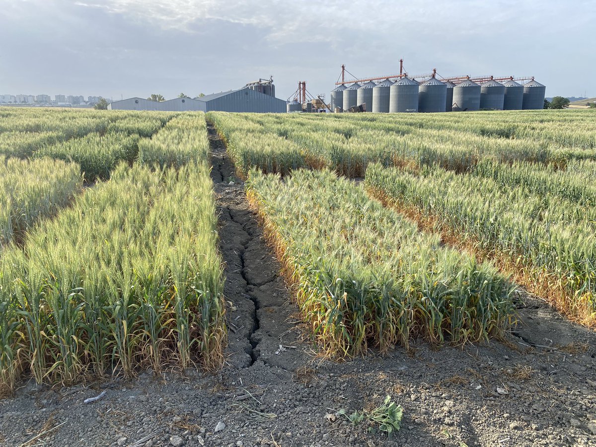 SolisMIgnacio's tweet photo. En años de fuerte sequía se pone en valor el trabajo que realizamos en @AgrovegetalSA para seleccionar variedades tolerantes. Os muestro tres ejemplos de variedades resistentes (izq) junto a variedades susceptibles (dcha). Como ejemplo nuestro nuevo trigo harinero SETENIL. https://t.co/WTMMoYCmkY