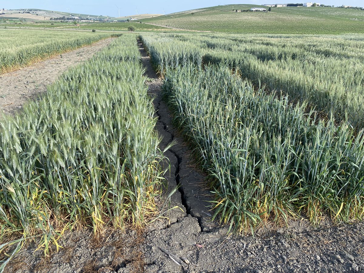 SolisMIgnacio's tweet photo. En años de fuerte sequía se pone en valor el trabajo que realizamos en @AgrovegetalSA para seleccionar variedades tolerantes. Os muestro tres ejemplos de variedades resistentes (izq) junto a variedades susceptibles (dcha). Como ejemplo nuestro nuevo trigo harinero SETENIL. https://t.co/WTMMoYCmkY