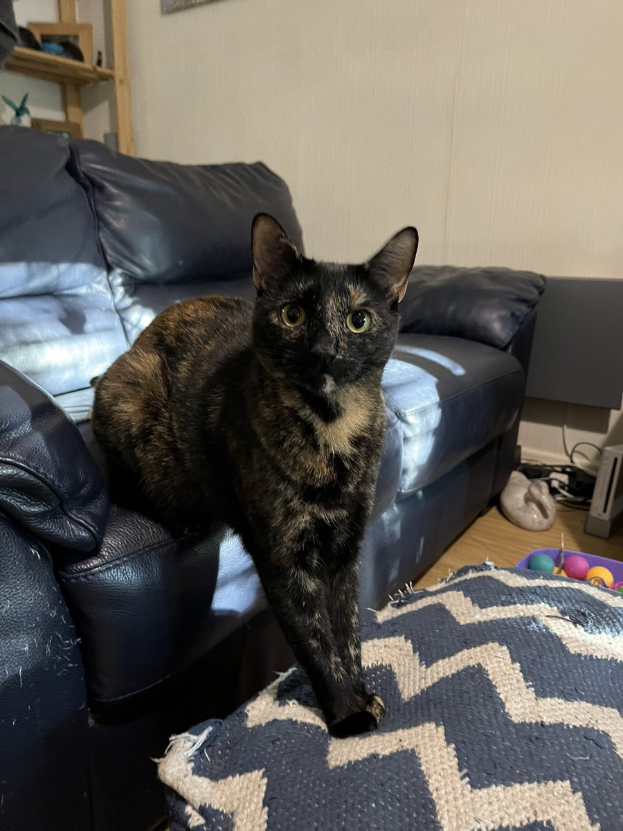 pigletmonkey1's tweet photo. Erm…that’s not how you use a footstool Monkey…🙈😹

#CatsOfTwitter #tortitude #SaturdayMood https://t.co/Y94PVkesXF